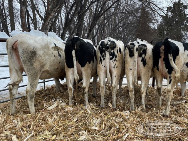 (8 Head) Holstein bred heifers